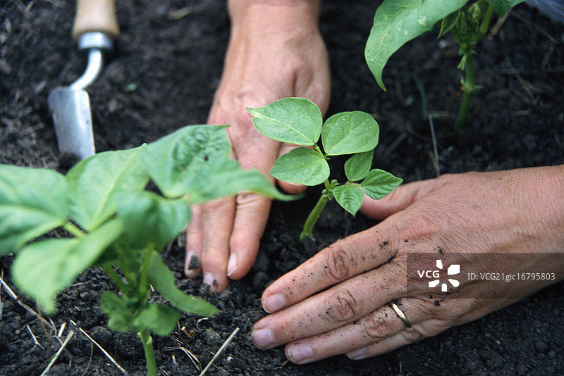种植绿豆苗图片素材