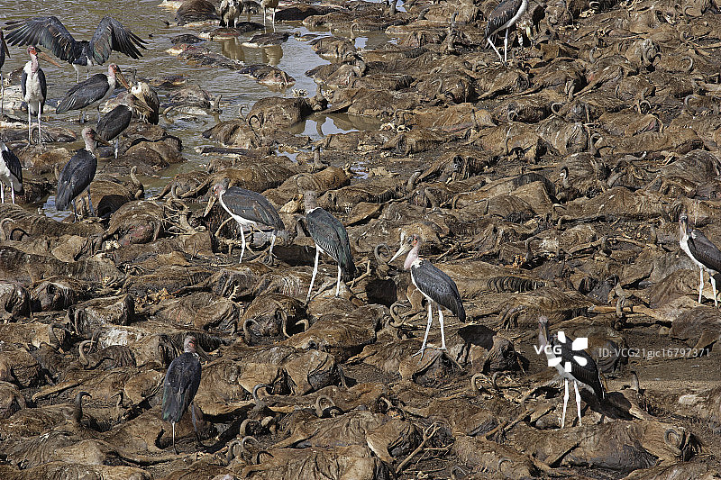 肯尼亚马赛马拉马拉河，以牛羚为食的秃鹳图片素材