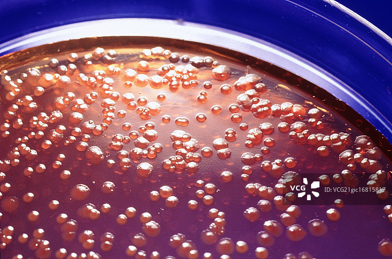 沙门氏菌图片素材