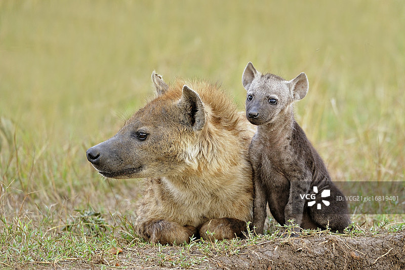 带幼崽的斑点鬣狗图片素材