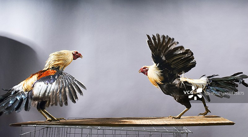 两只好斗的公鸡图片素材