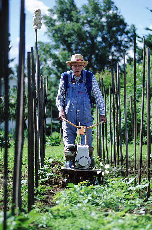 年长的园丁在料理蔬菜 - 华盛顿州贝灵翰图片素材