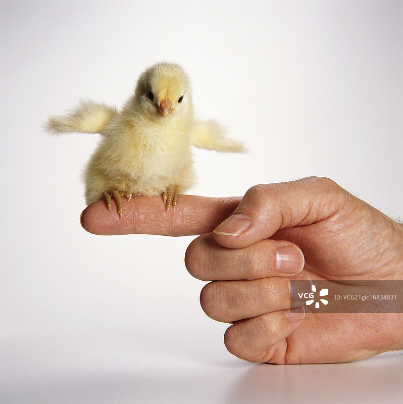 小鸡站在手指上图片素材