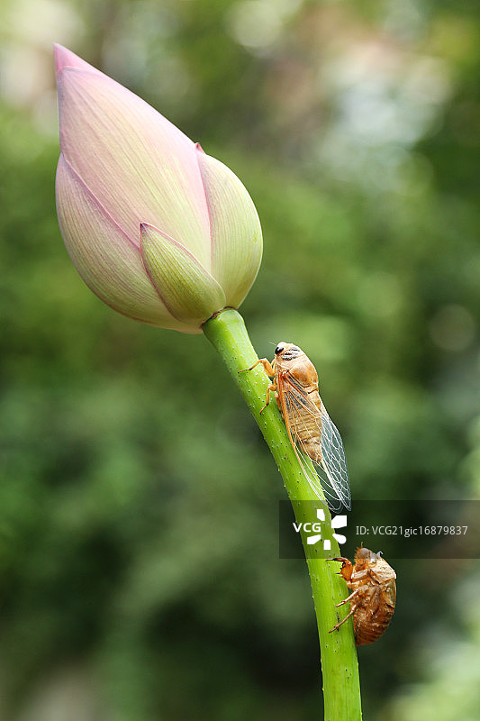 夏蝉与荷花图片素材