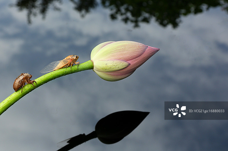夏蝉与荷花图片素材