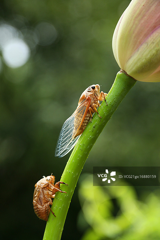 夏蝉与荷花图片素材