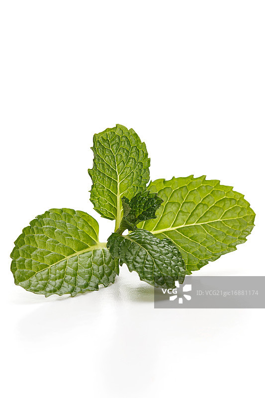 薄荷图片素材