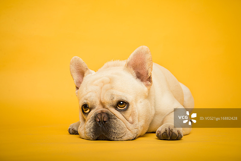 法斗CEO图片素材