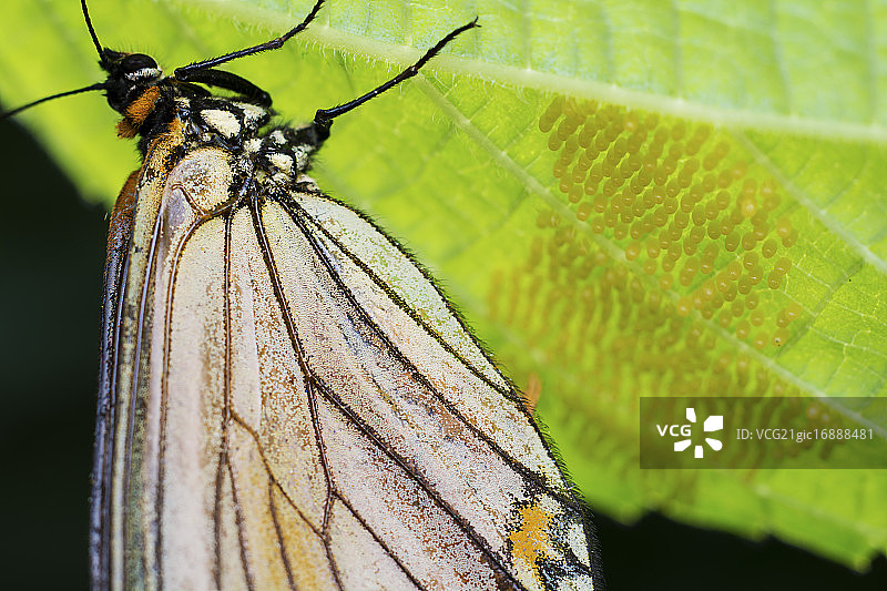 苎麻珍蝶图片素材