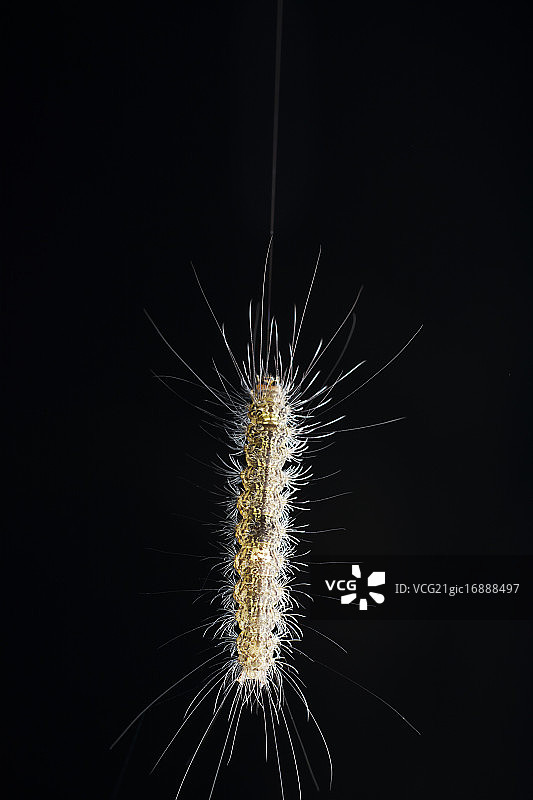 毛毛虫图片素材