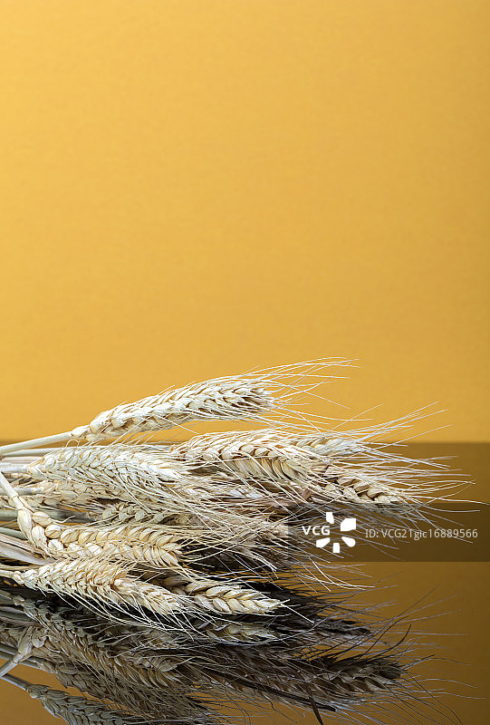 小麦图片素材