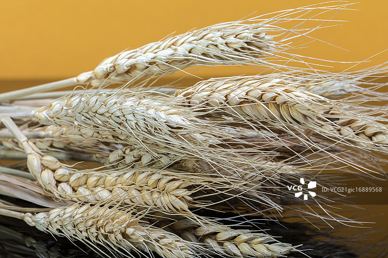 小麦图片素材
