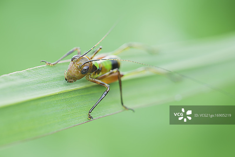 螽斯图片素材