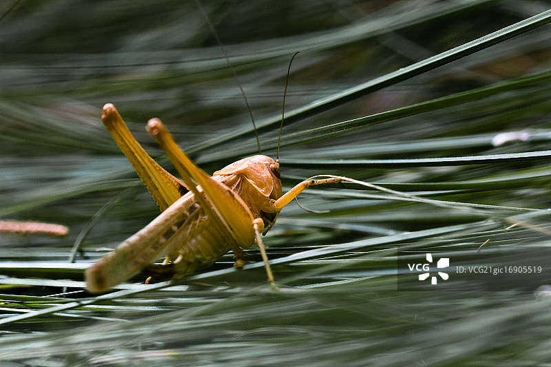 蚱蜢图片素材