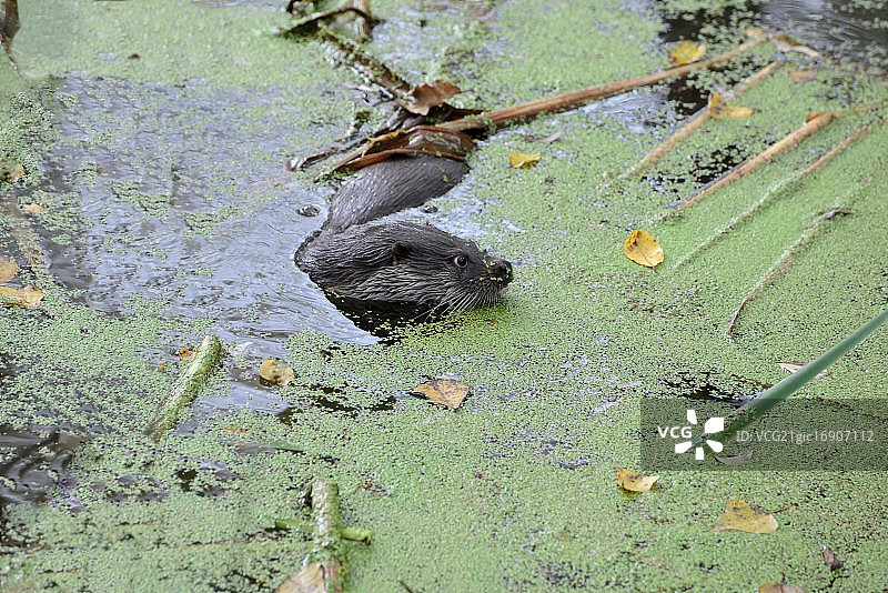 水獭图片素材