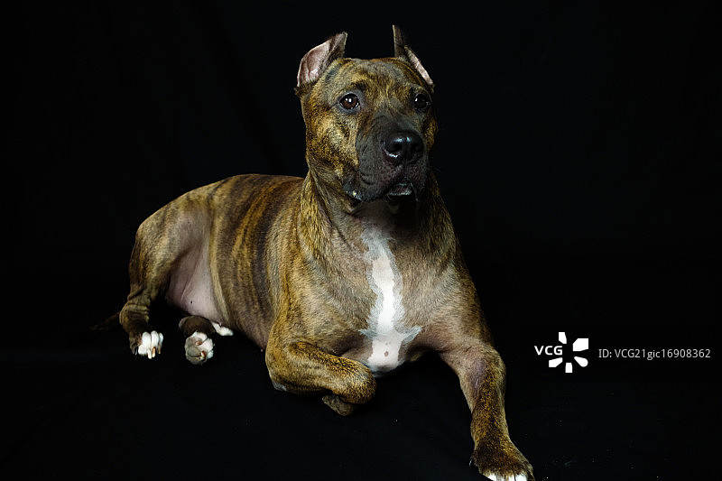 斗牛犬洛基图片素材