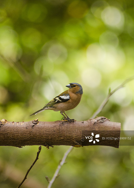 苍头燕雀图片素材