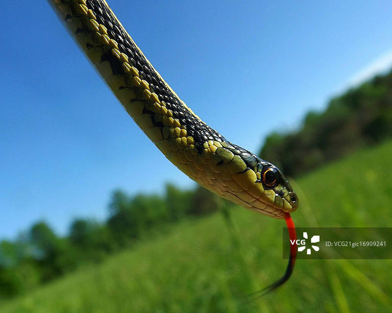 吊袜带图片素材