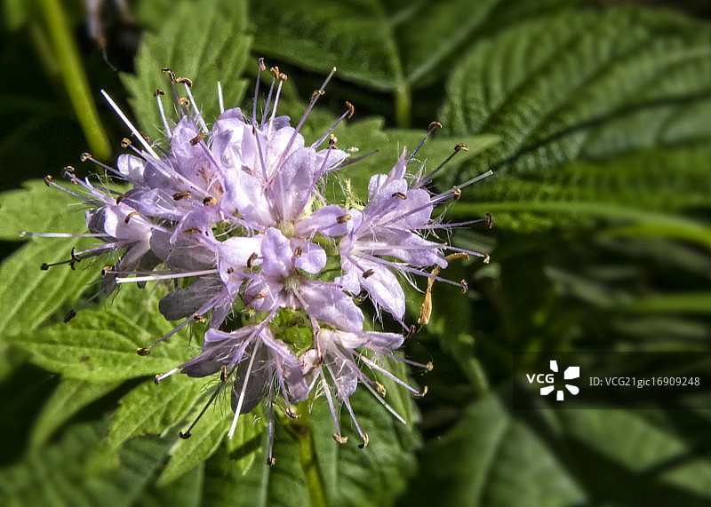 突出的香柠檬图片素材