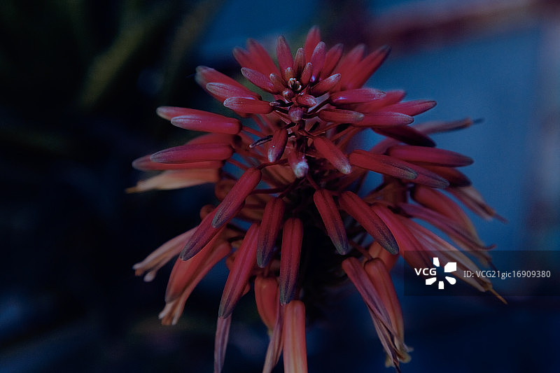 芦荟花图片素材