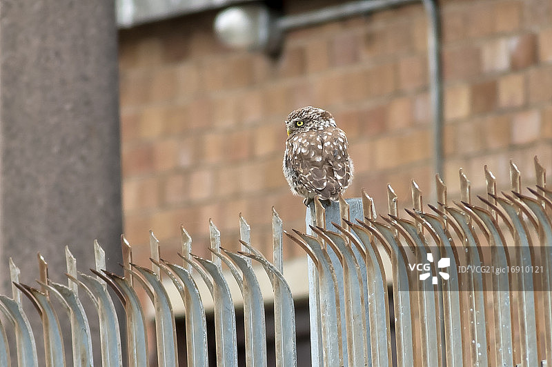 小猫头鹰：了望图片素材