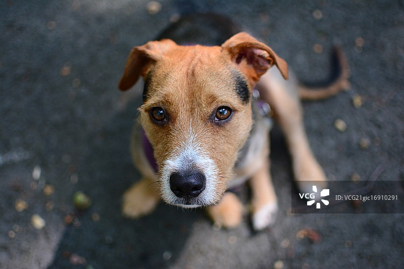 坐着的狗的忠实景象图片素材