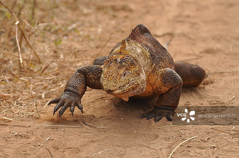 陆地鬣蜥图片素材