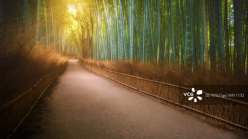 竹长廊图片素材