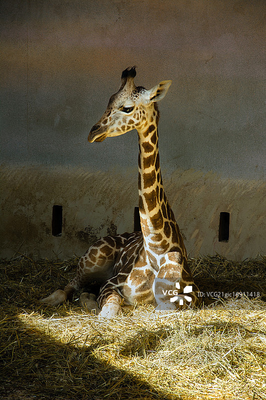 小长颈鹿图片素材