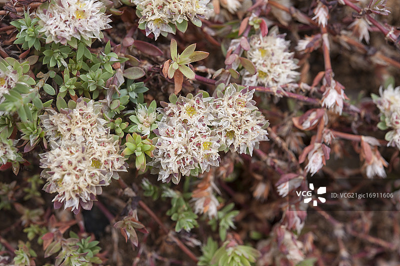 银白甲沟炎图片素材