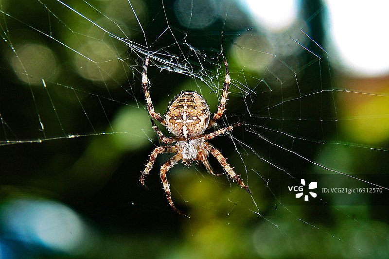 欧洲园蛛图片素材