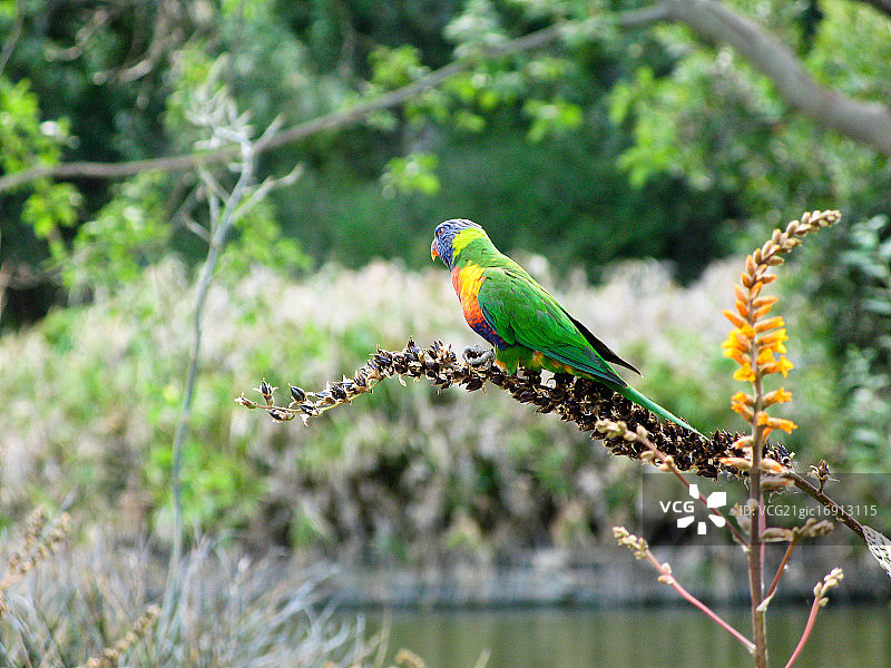 彩虹鹦鹉图片素材