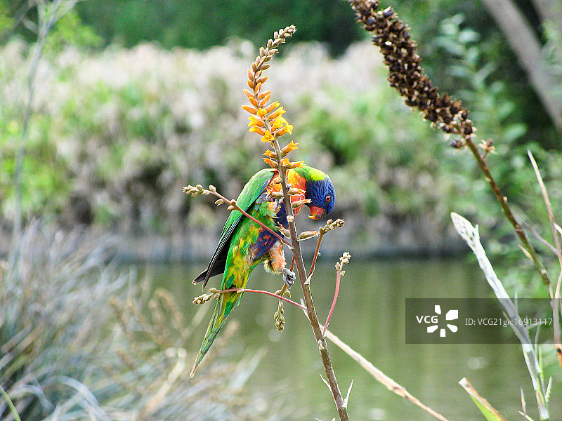 彩虹鹦鹉图片素材