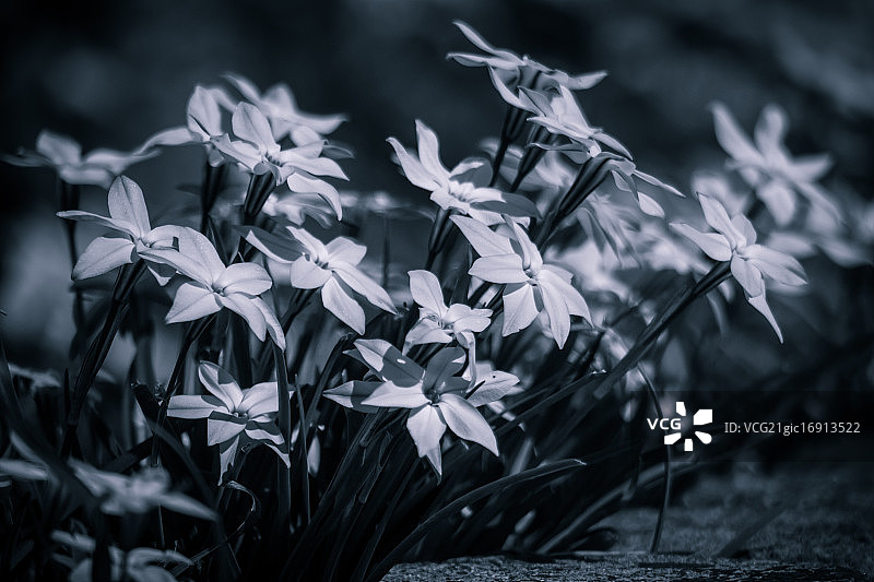 春星花图片素材