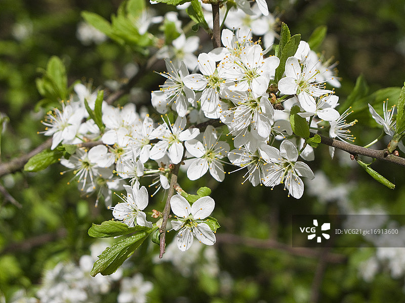 盛开的黑刺李图片素材