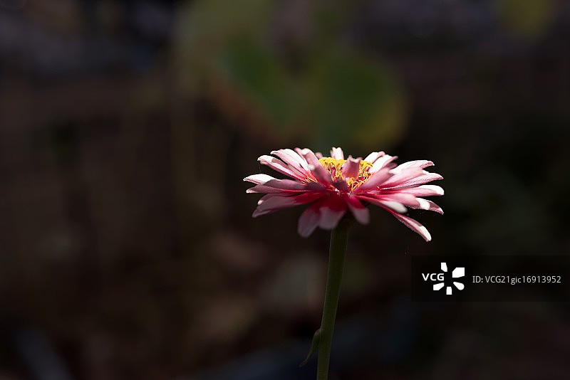 粉红色开花植物特写镜头图片素材