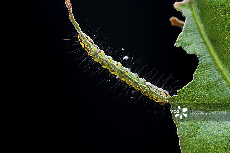 幼虫图片素材