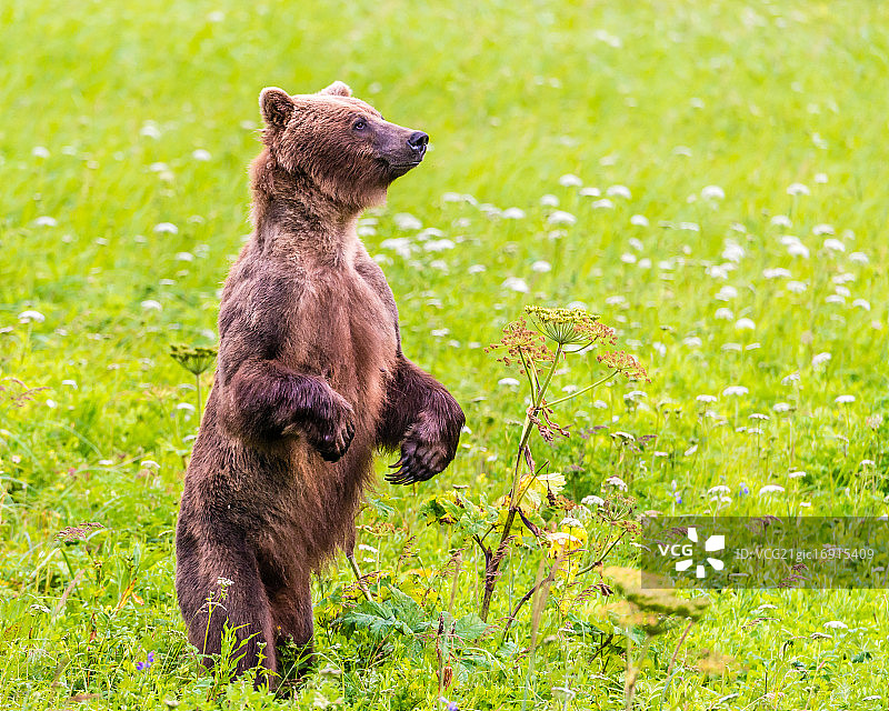 海恩斯，阿拉斯加棕熊图片素材