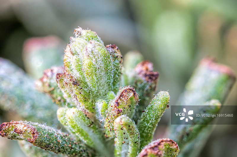 迷迭香图片素材