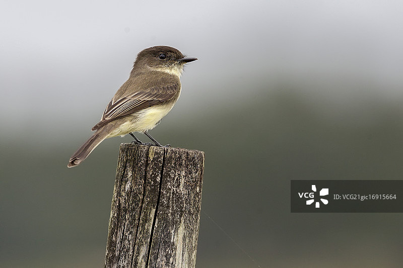 菲比东部图片素材