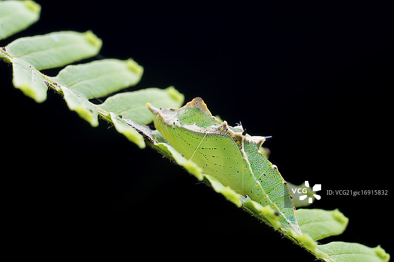 幼虫图片素材