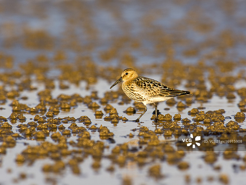 一只矶鹬图片素材