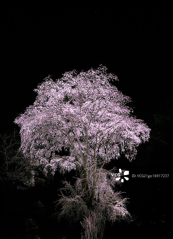 六义园的樱花图片素材