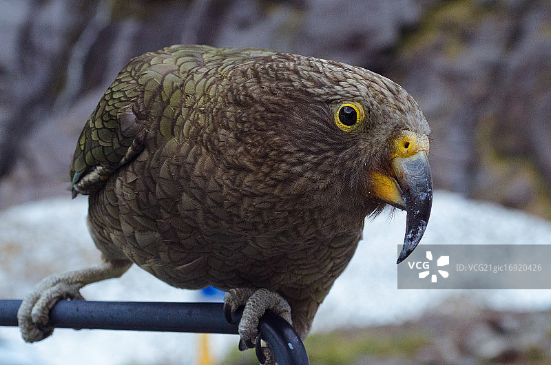 KEA鹦鹉在货车上图片素材