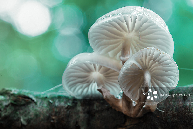 胶柄小奥德蘑菇图片素材