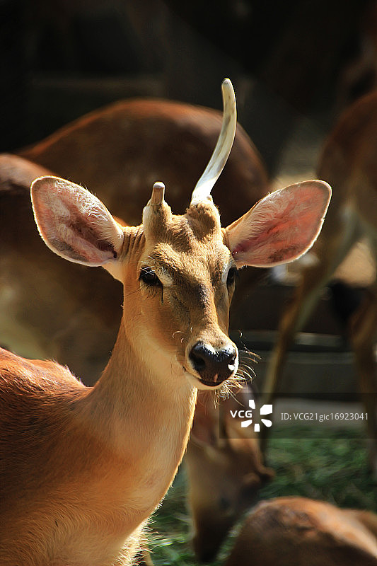 黑斑羚图片素材