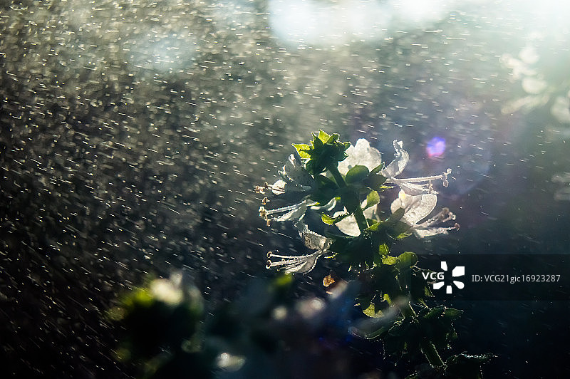 甜罗勒图片素材