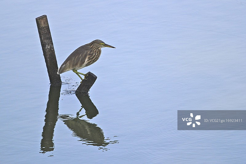 喀拉拉邦：等待猎物的鸟图片素材