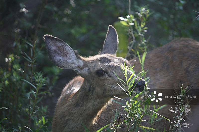 骡鹿雌鹿图片素材