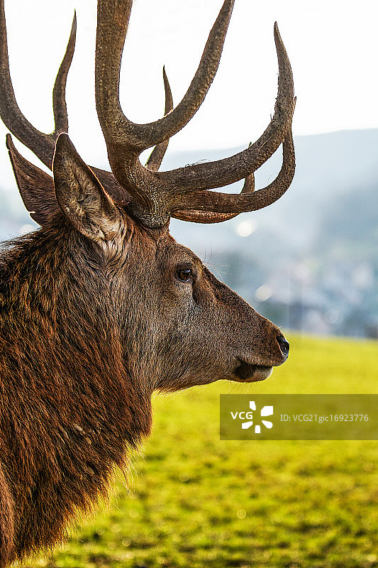 雄鹿图片素材